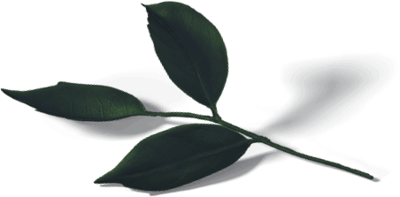Close-up of lush green leaves on a branch, showcasing healthy outdoor foliage.