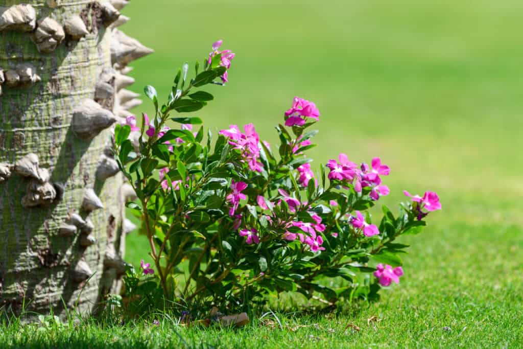 Pink flowering shrub next to a textured tree trunk on a green lawn.