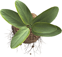 Healthy green plant with broad leaves in a small pot.